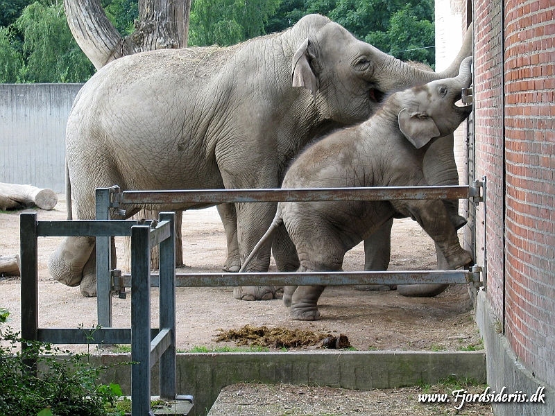 KBH zoo 190703 441.JPG